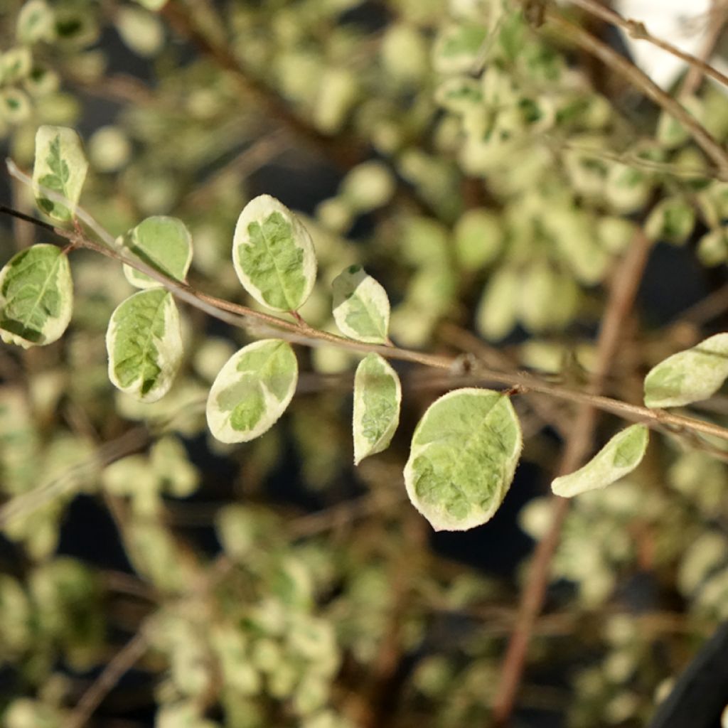 Symphoricarpos chenaultii Fiesta Berry
