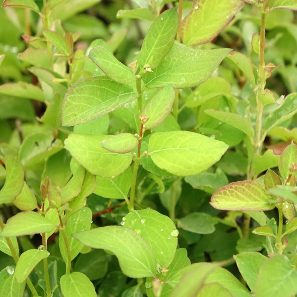 Symphoricarpos doorenbosii White Hedge