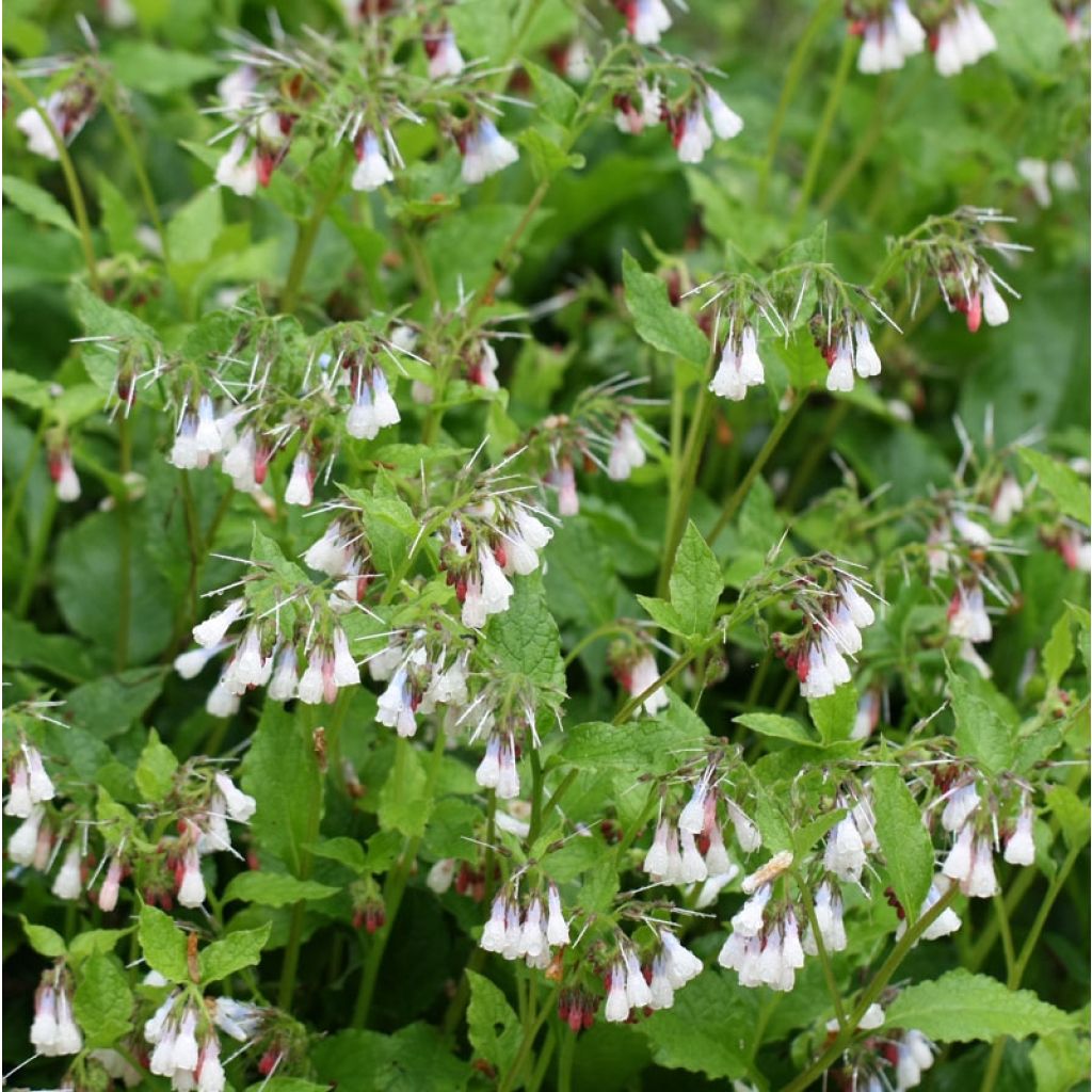Symphytum grandiflorum Hidcote Pink