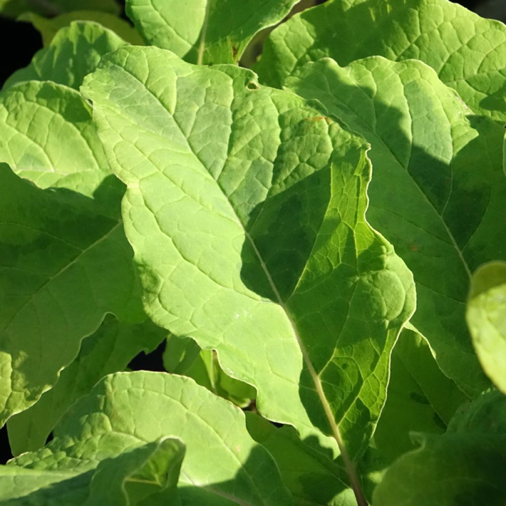 Syringa emodi Aureovariegata