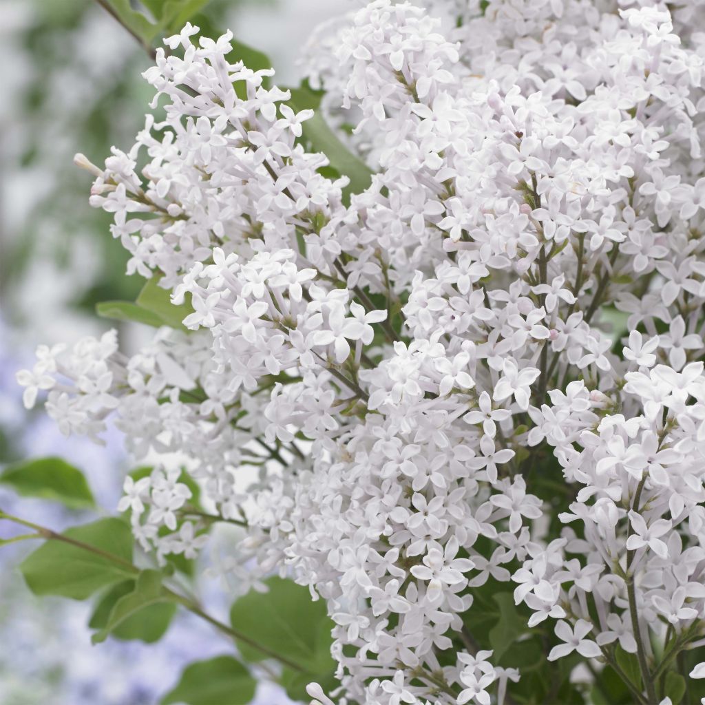 Syringa meyeri Flowerfesta White