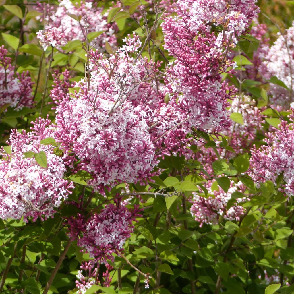 Syringa microphylla Superba