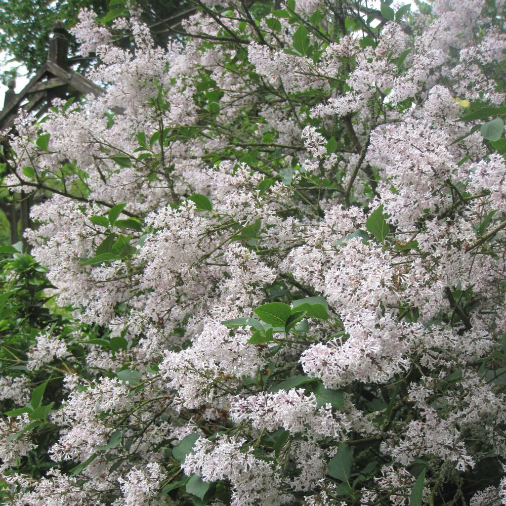 Syringa patula Miss Kim