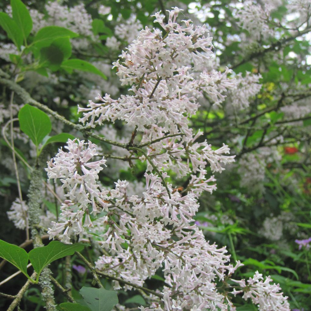 Syringa patula Miss Kim