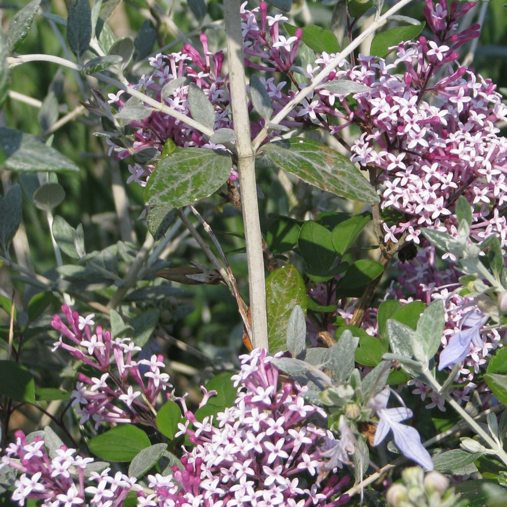 Syringa microphylla Red Pixie