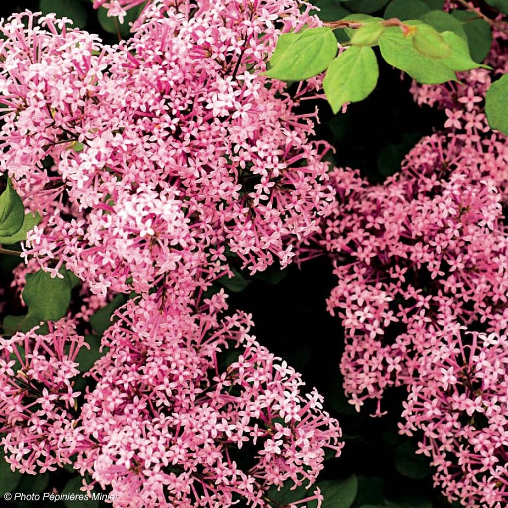 Syringa microphylla Red Pixie