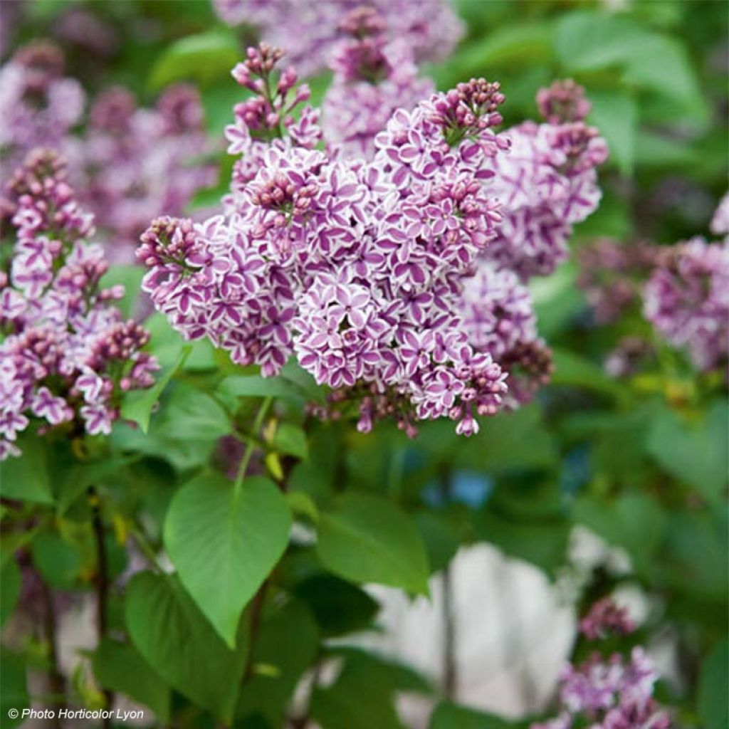 Syringa vulgaris Sensation