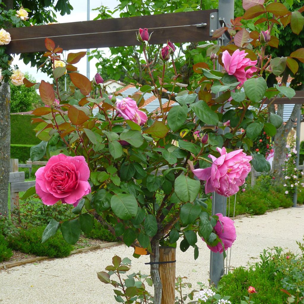 Roseira padrão Line Renaud