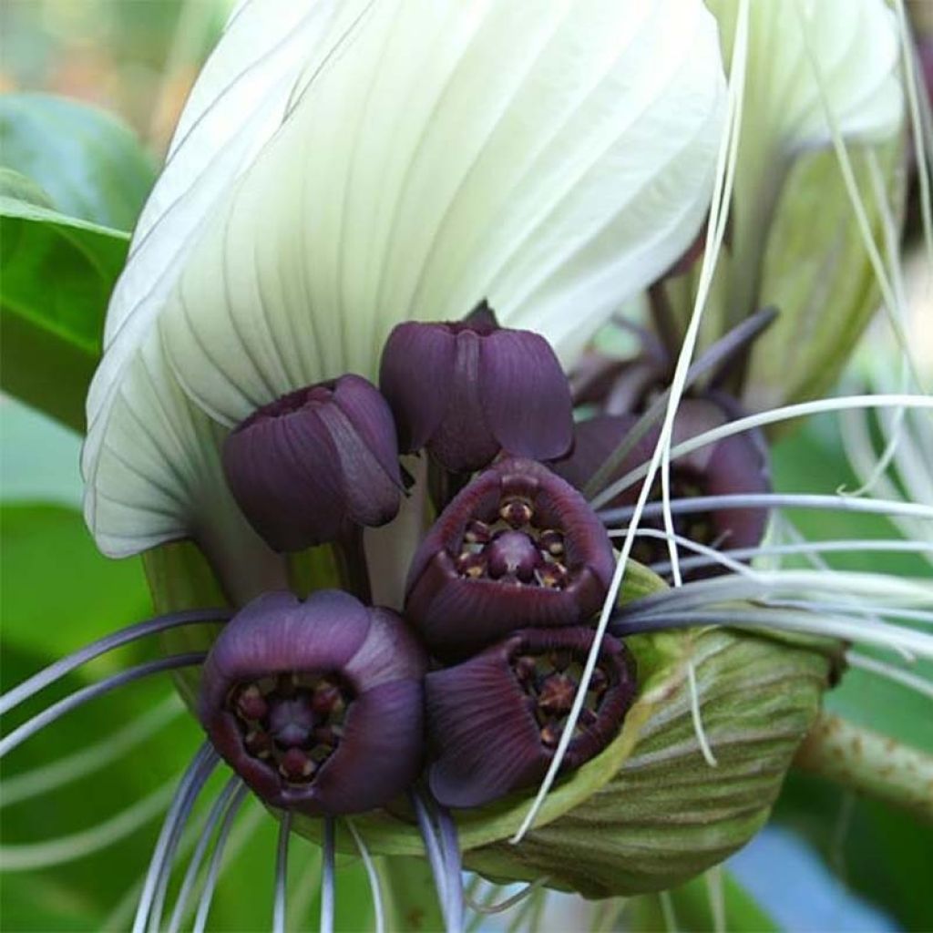 Tacca integrifolia - Flor-morcego-branca