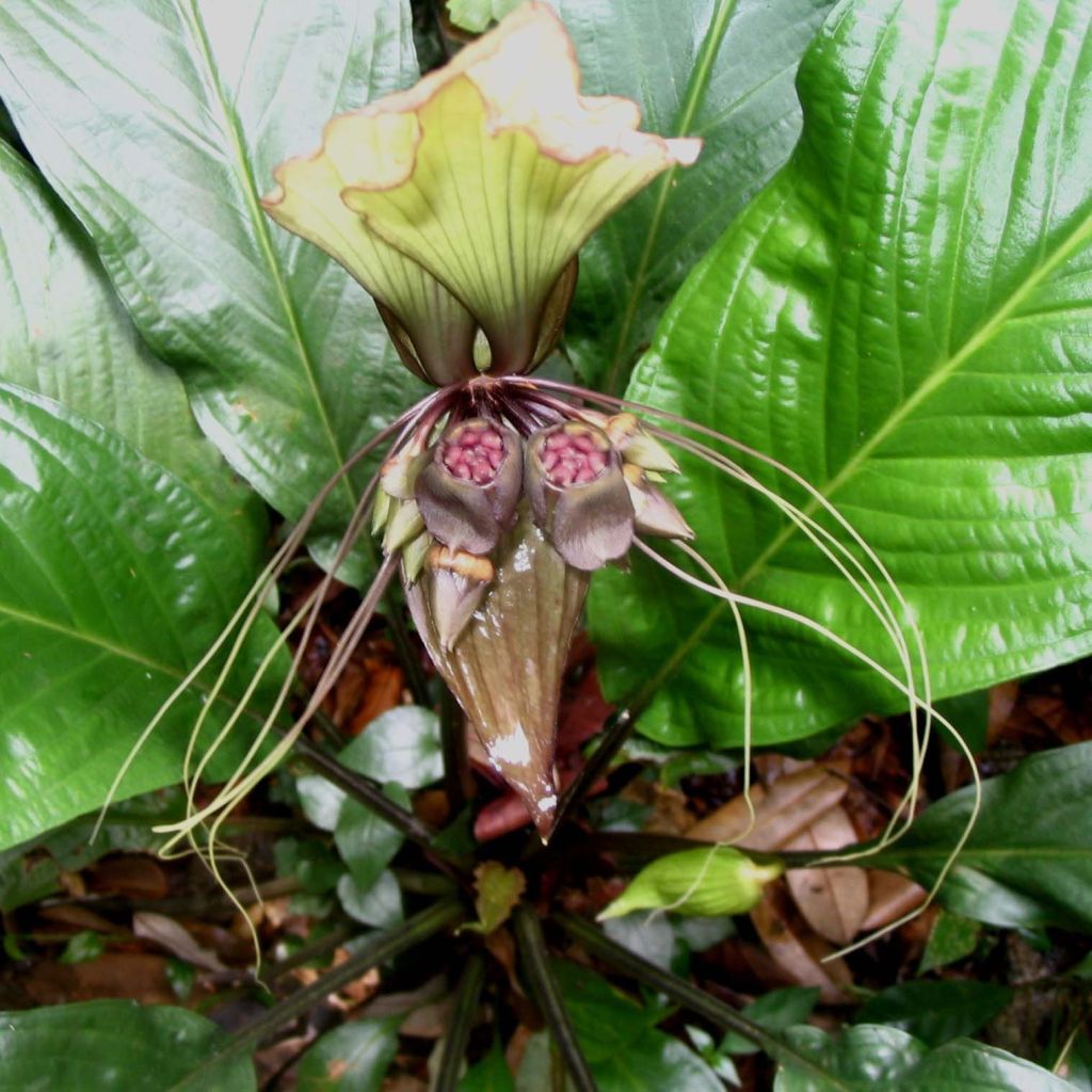 Tacca integrifolia - Flor-morcego-branca