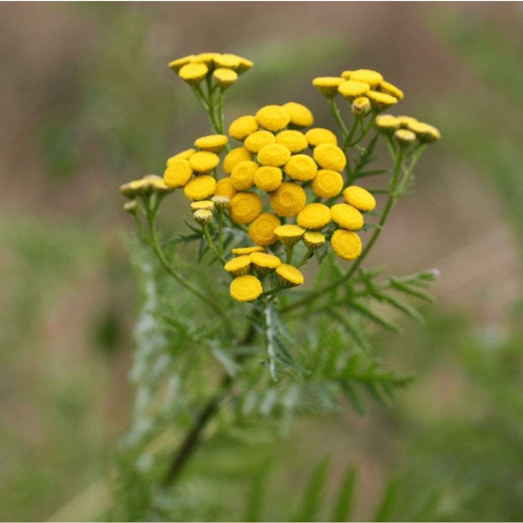 Atanásia-das-boticas - Tanacetum vulgare