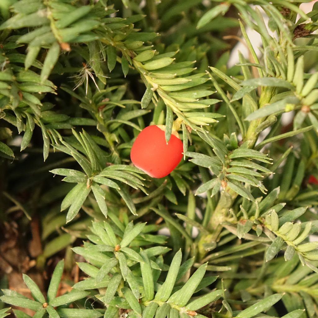 Taxus baccata Elegantissima