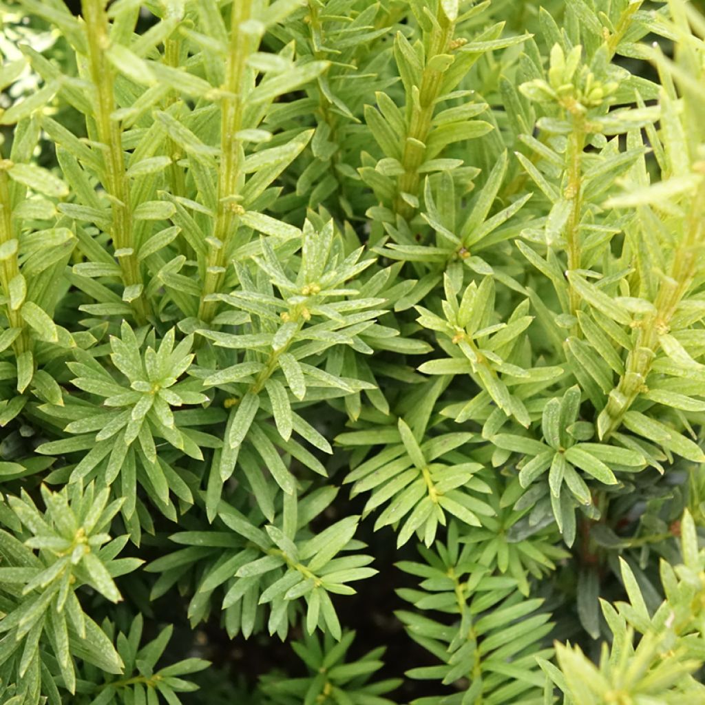 Taxus media Hillii