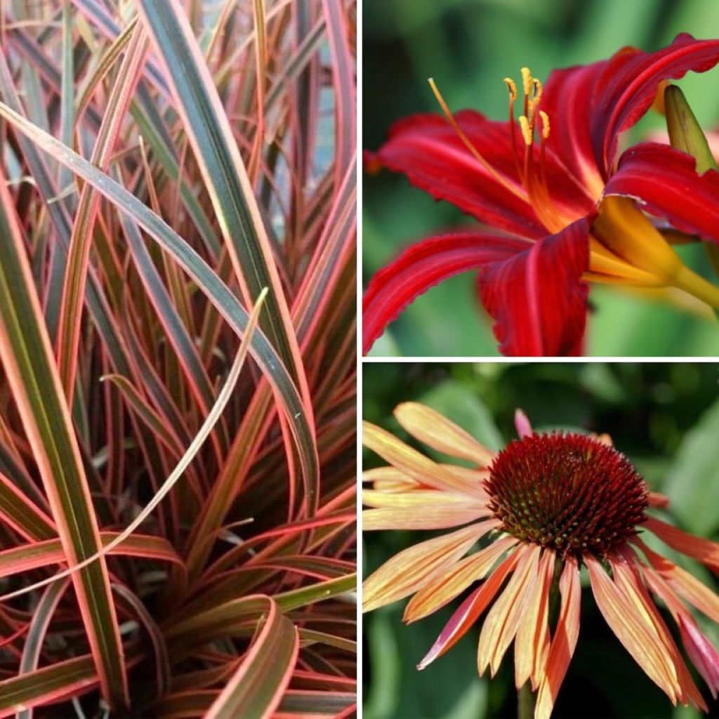 Coleção de vivazes laranja e púrpura