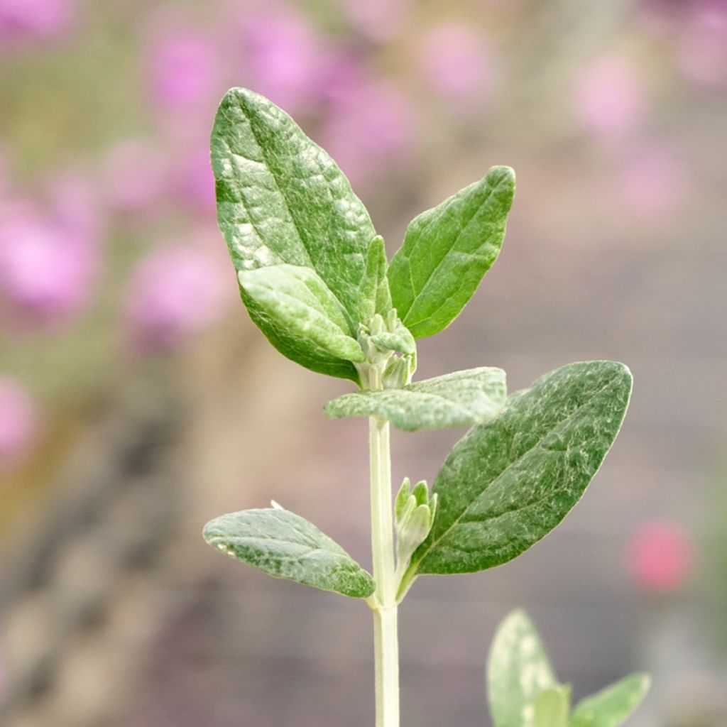 Teucrium fruticans Selection Erecta