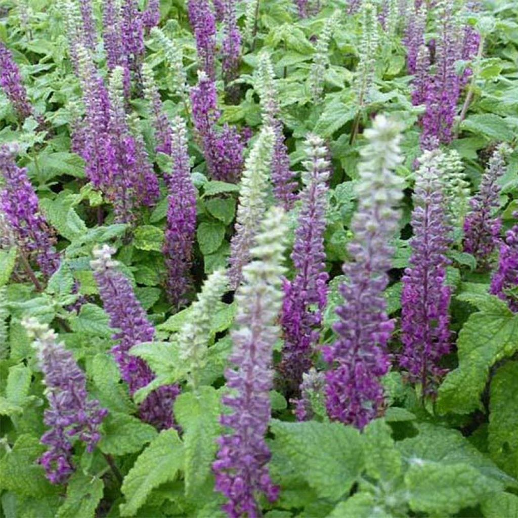 Teucrium hircanicum