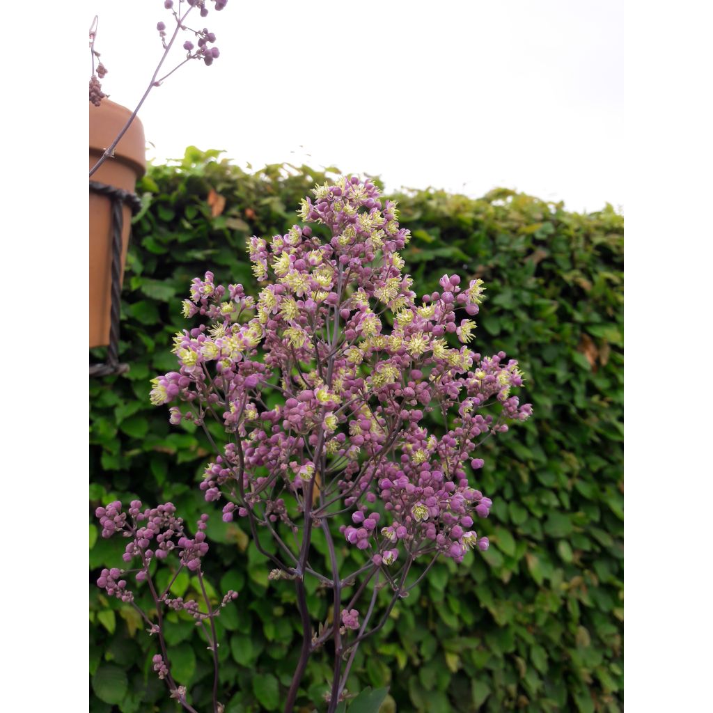 Thalictrum Anne