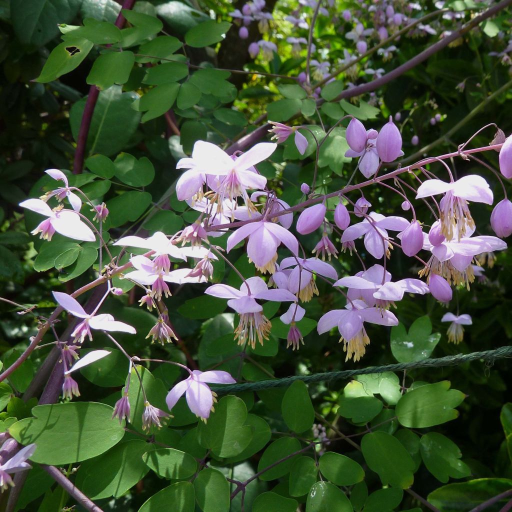 Thalictrum × delavayi Splendide