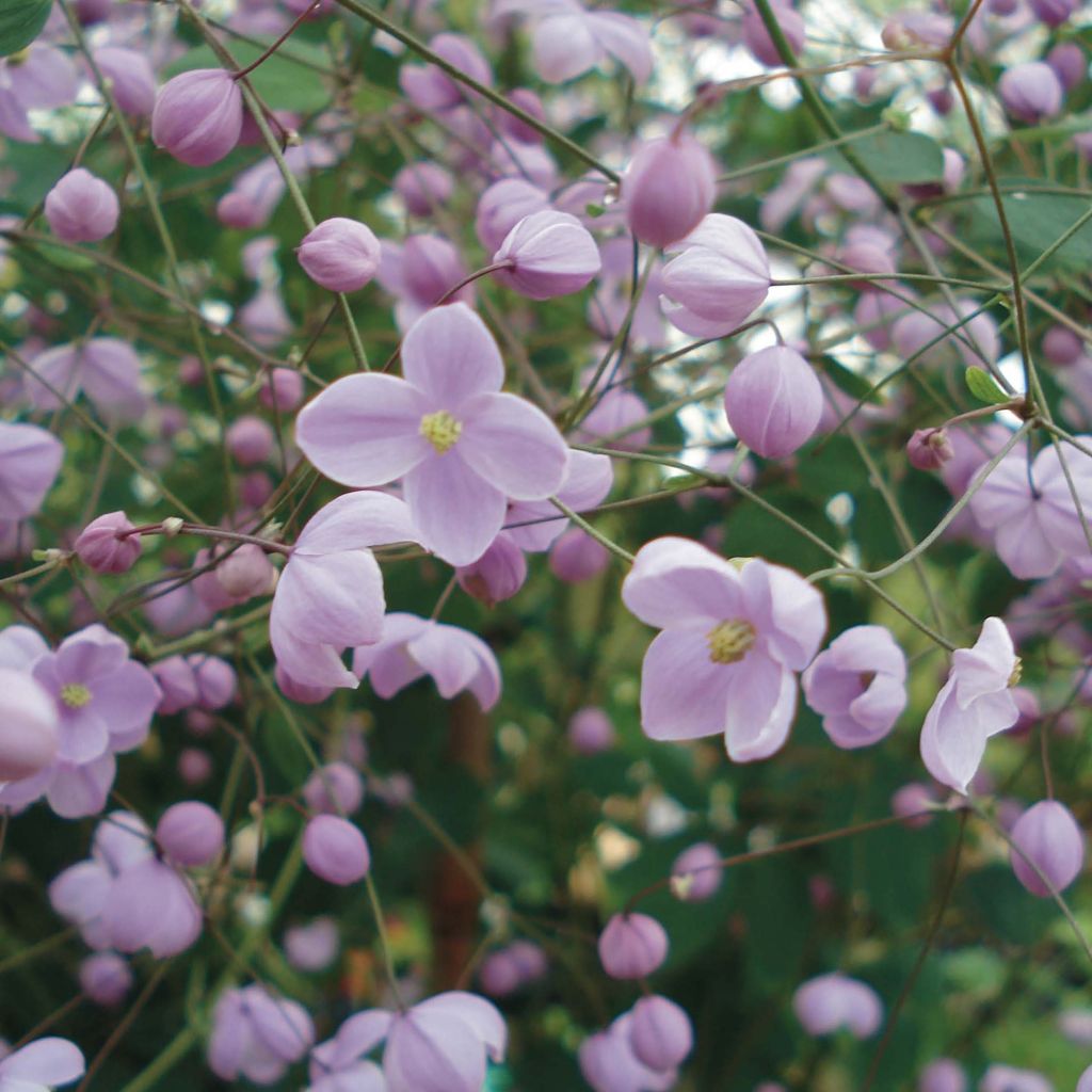 Thalictrum × delavayi Splendide