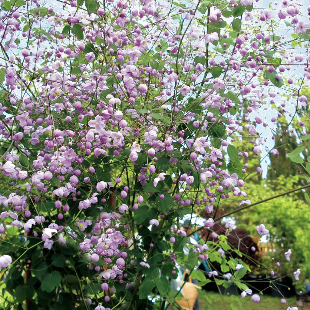 Thalictrum × delavayi Splendide