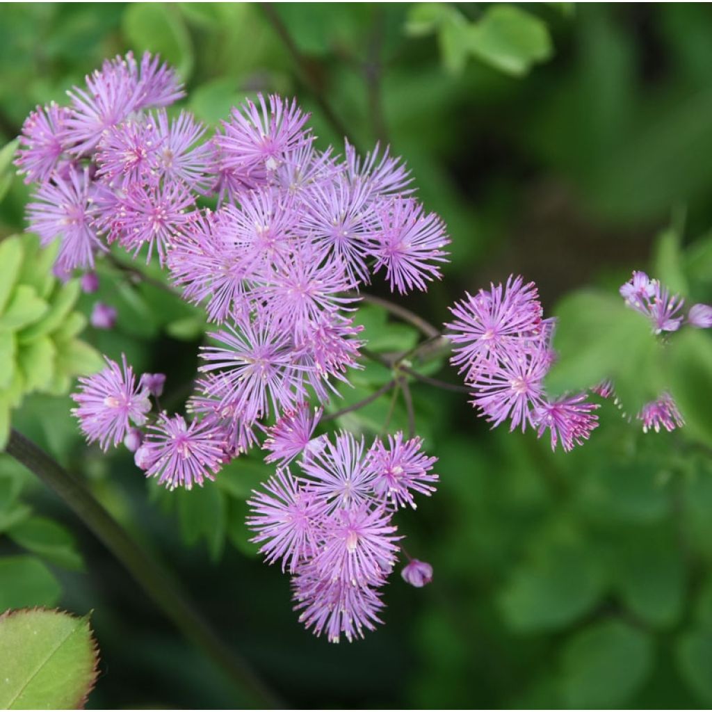Thalictrum aquilegifolium