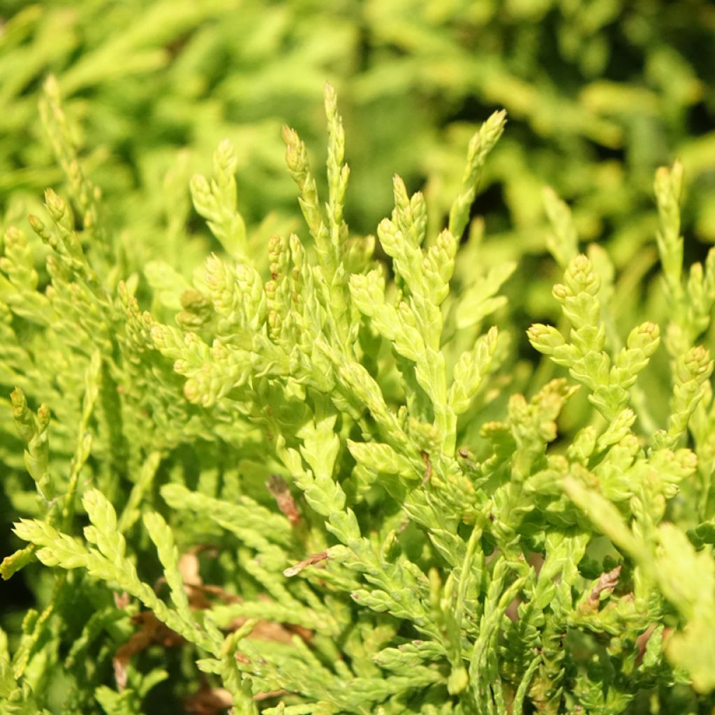 Thuja occidentalis Mirjam - Tuia-ocidental