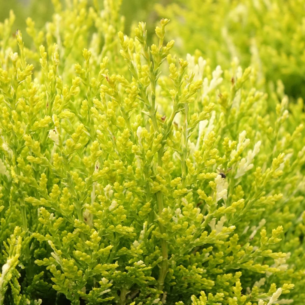 Thuja orientalis Fleck - Tuia-ocidental