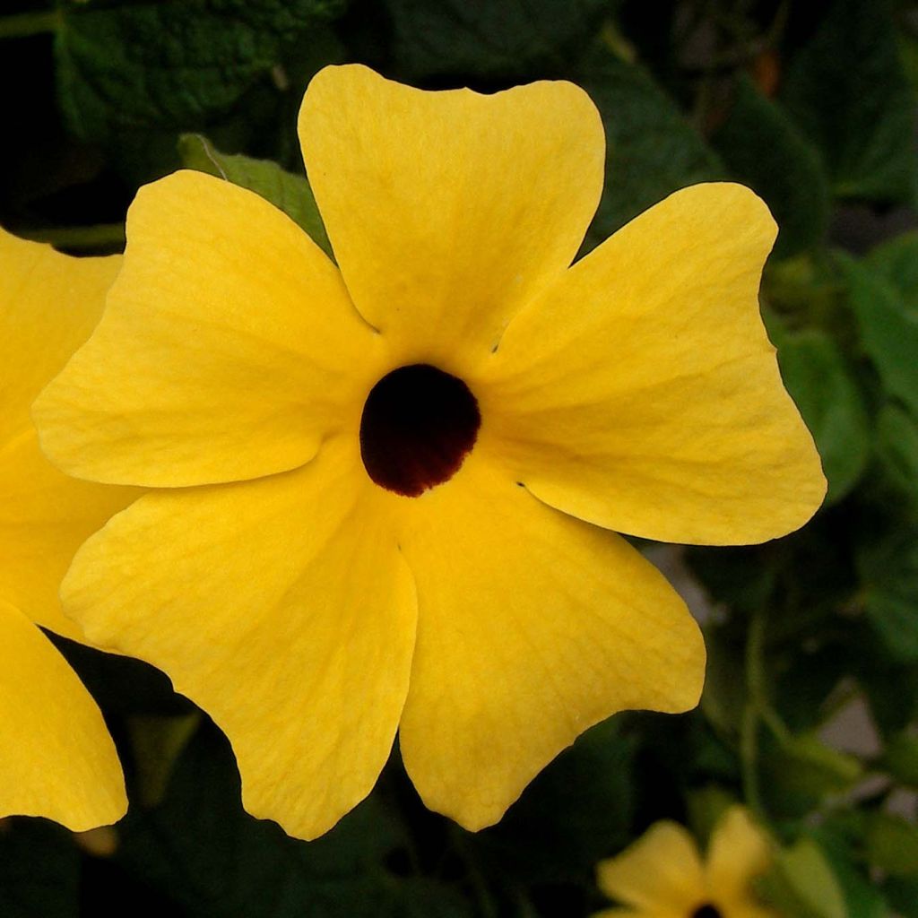 Thunbergia alata - Susana-dos-olhos-negros