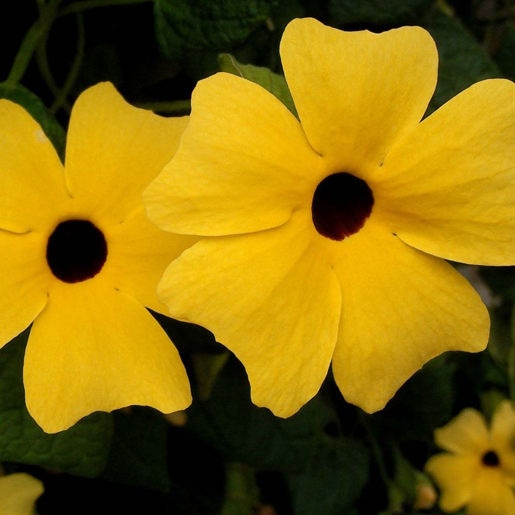 Thunbergia alata - Susana-dos-olhos-negros