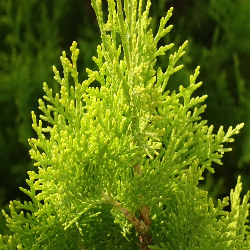 Thuja orientalis Pyramidalis Aurea - Tuia-oriental