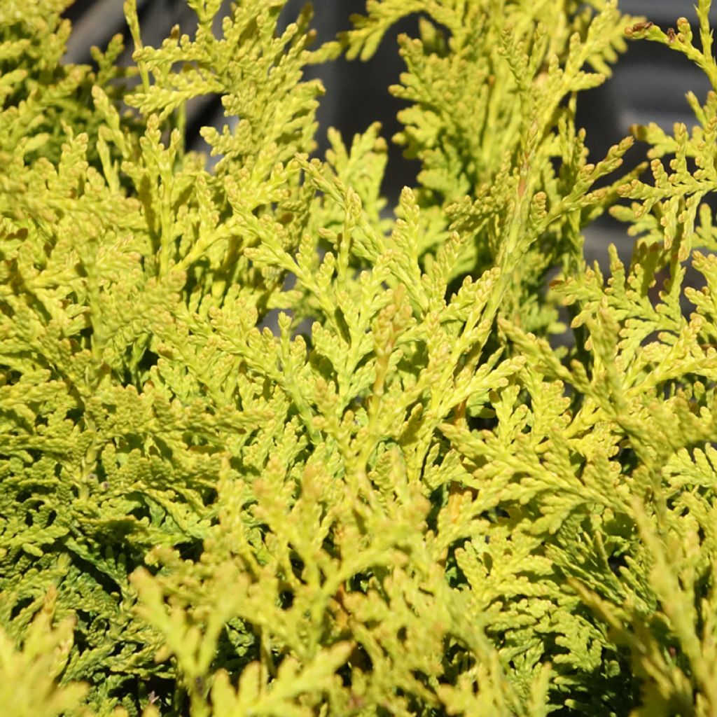 Thuja occidentalis Golden Brabant - Tuia-ocidental