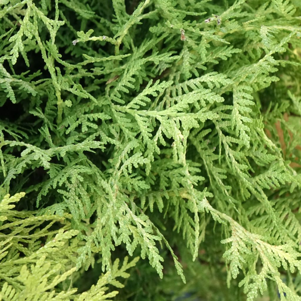 Thuja occidentalis Selena - Tuia-ocidental