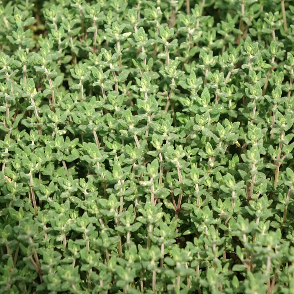 Tomilho Bio plantas jovens