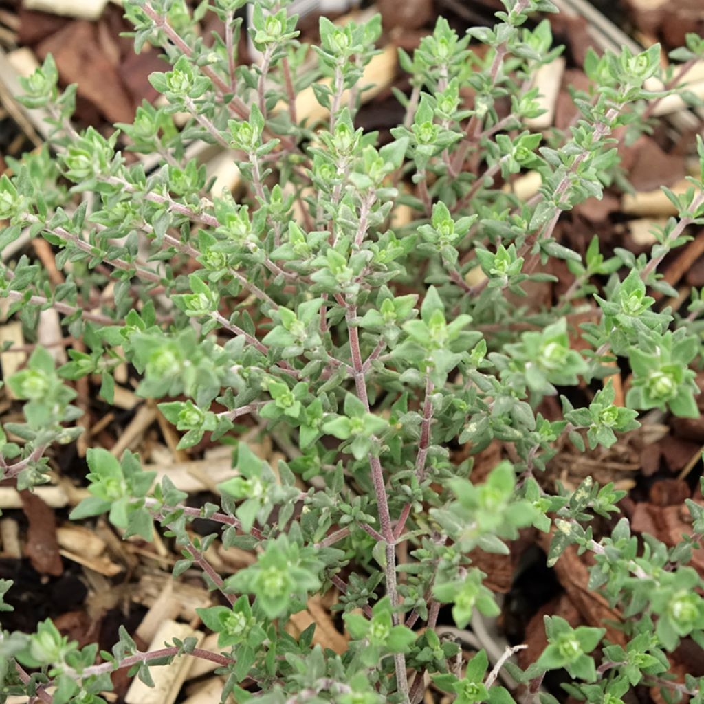 Tomilho-laranja Fragrantissimus plantas joivens