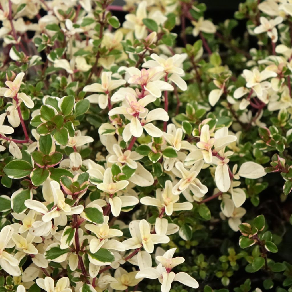 Tomilho-poejo Foxley