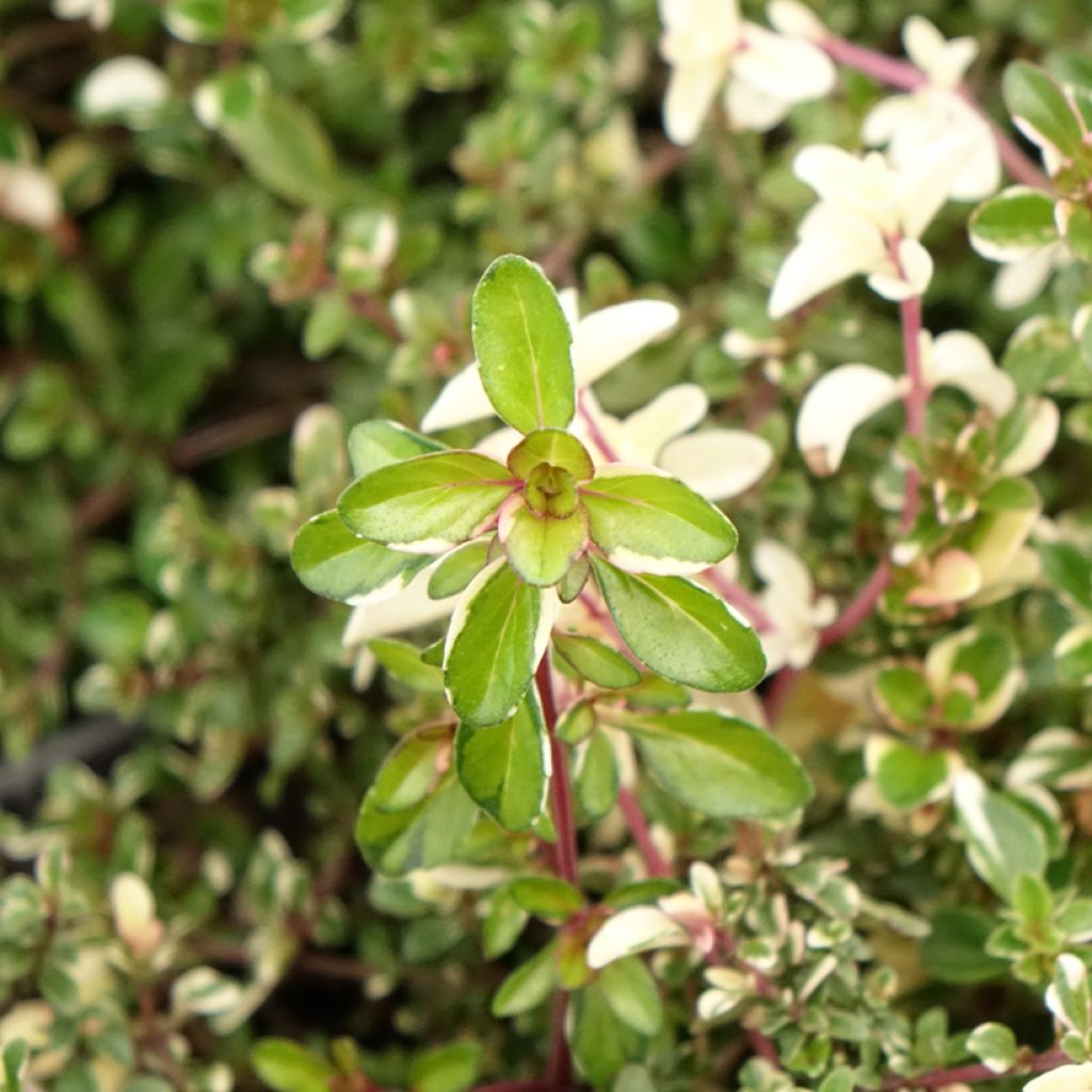 Tomilho-poejo Foxley