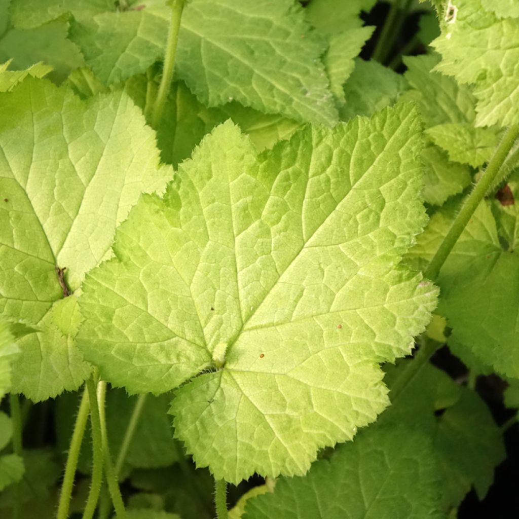 Tolmiea menziesii Cool Gold