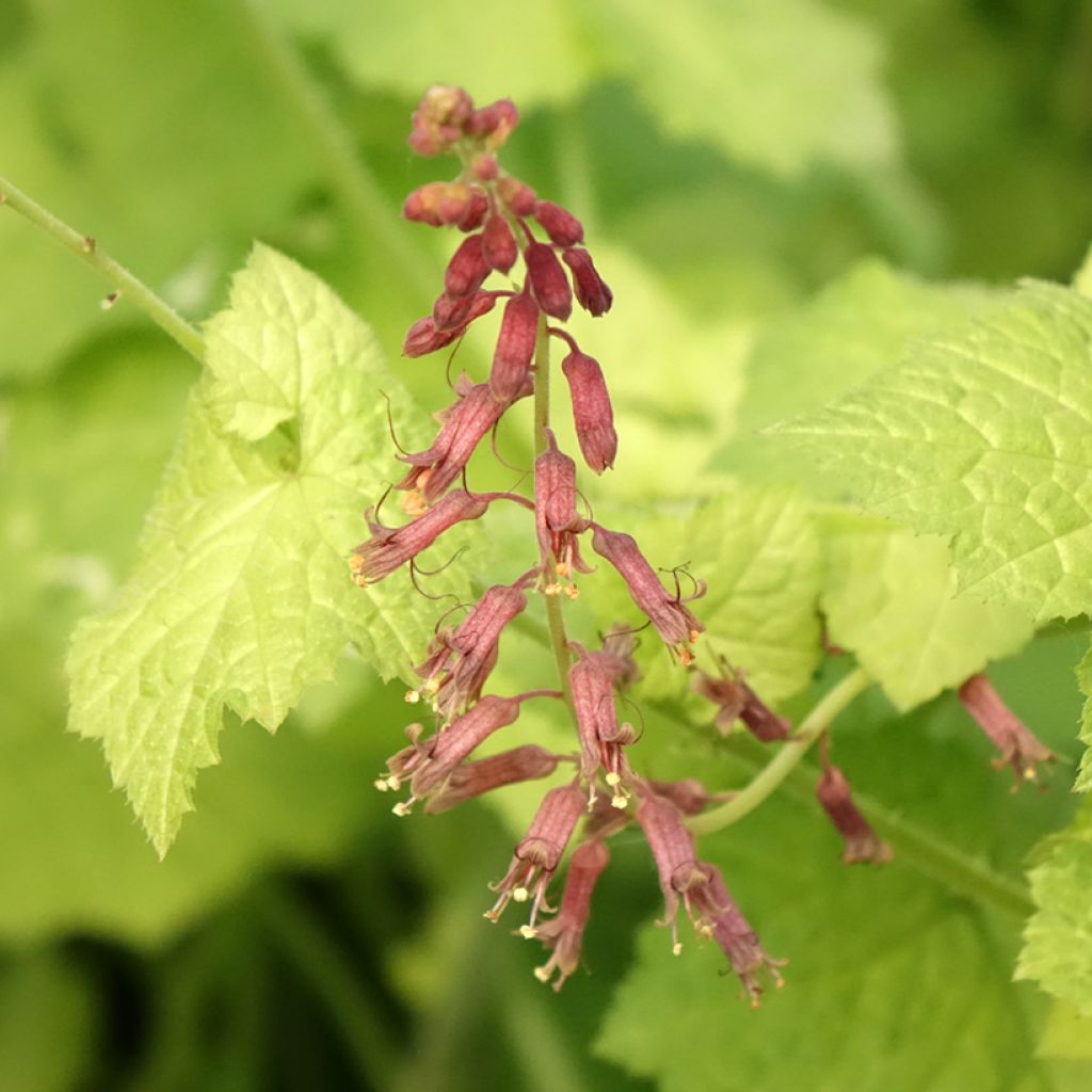 Tolmiea menziesii Cool Gold