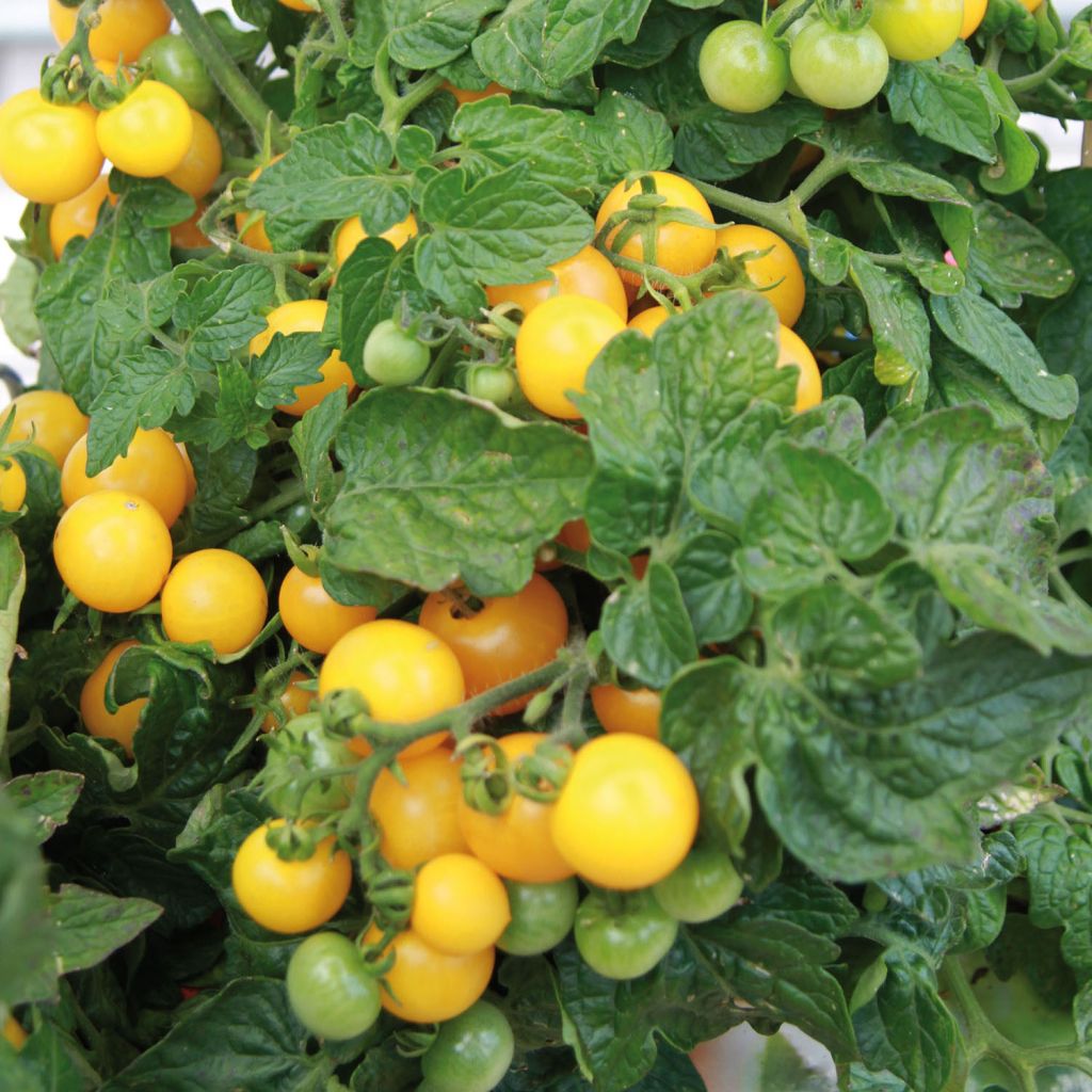 Tomate Pendulina Yellow plantas jovens