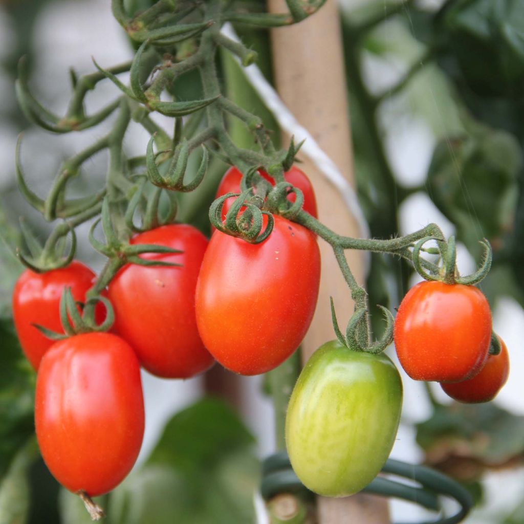 Tomate-cereja Tutti Frutti plantas jovens