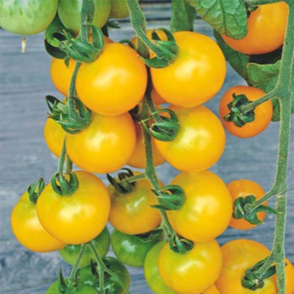 Tomate-cereja Yellow Grapes F1 híbrido F1
