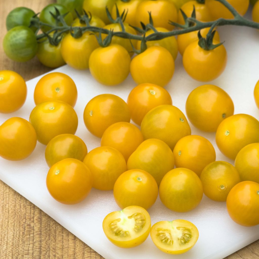 Tomate-cereja Cherry Yellow plantas jovens