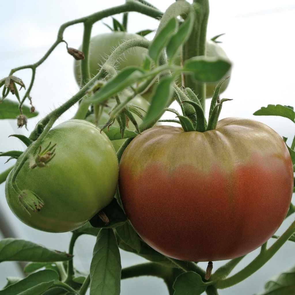 Tomate Chocoprevia F1 plantas jovens enxertadas La Sélection du Chef