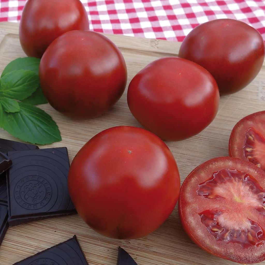 Tomate Chocoprevia F1 plantas jovens enxertadas La Sélection du Chef