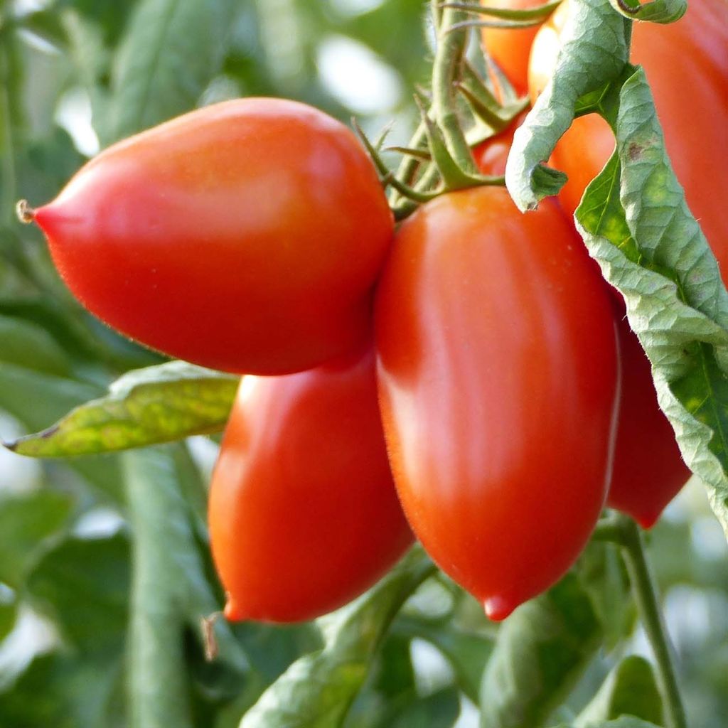 Tomate Colibri F1 plantas jovens