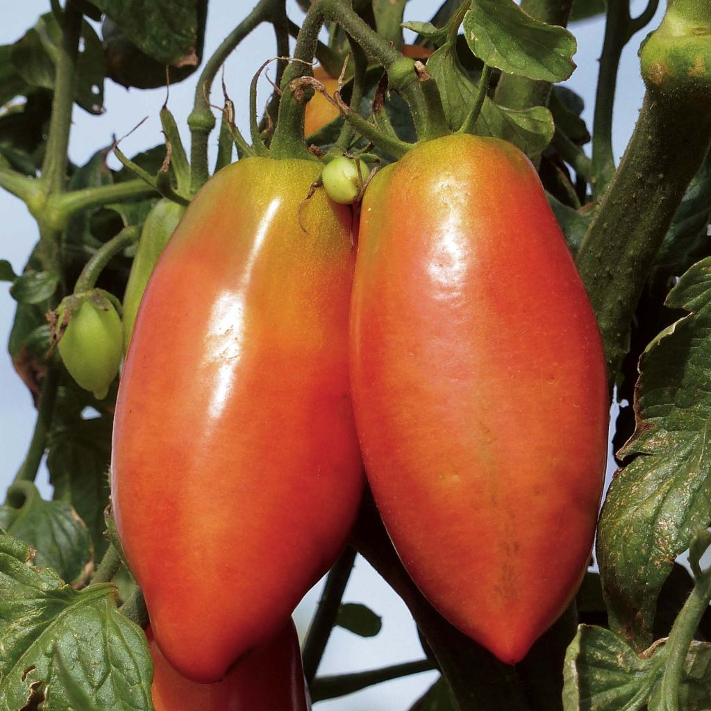 Tomate Cornabel F1 Vilmorin