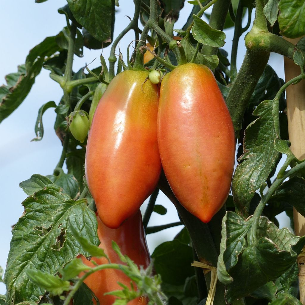 Tomate Cornabel F1 híbrido F1 plantas jovens enxertadas