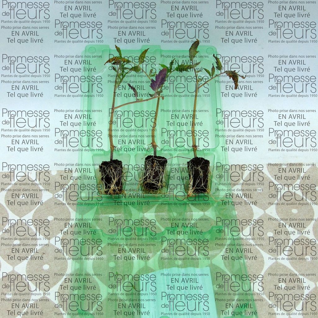 Tomate Cornabel F1 híbrido F1 plantas jovens enxertadas