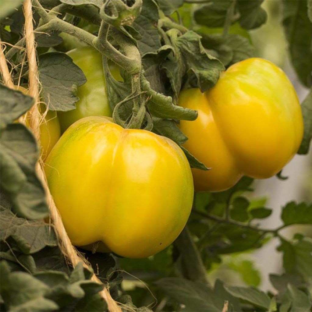Tomate Yellow Stuffer Bio - Ferme de Sainte Marthe