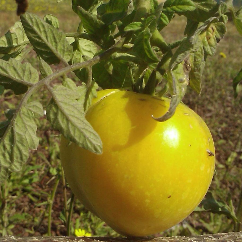 Tomate Lemon Boy F1 plantas jovens ENXERTADAS